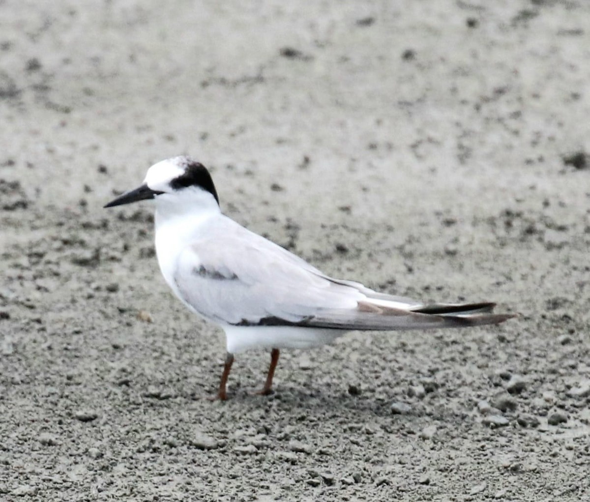 Little Tern - BRIAN LOBO