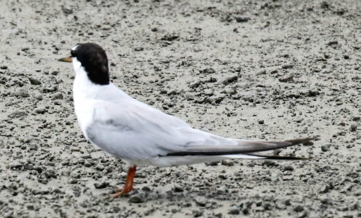 Little Tern - BRIAN LOBO