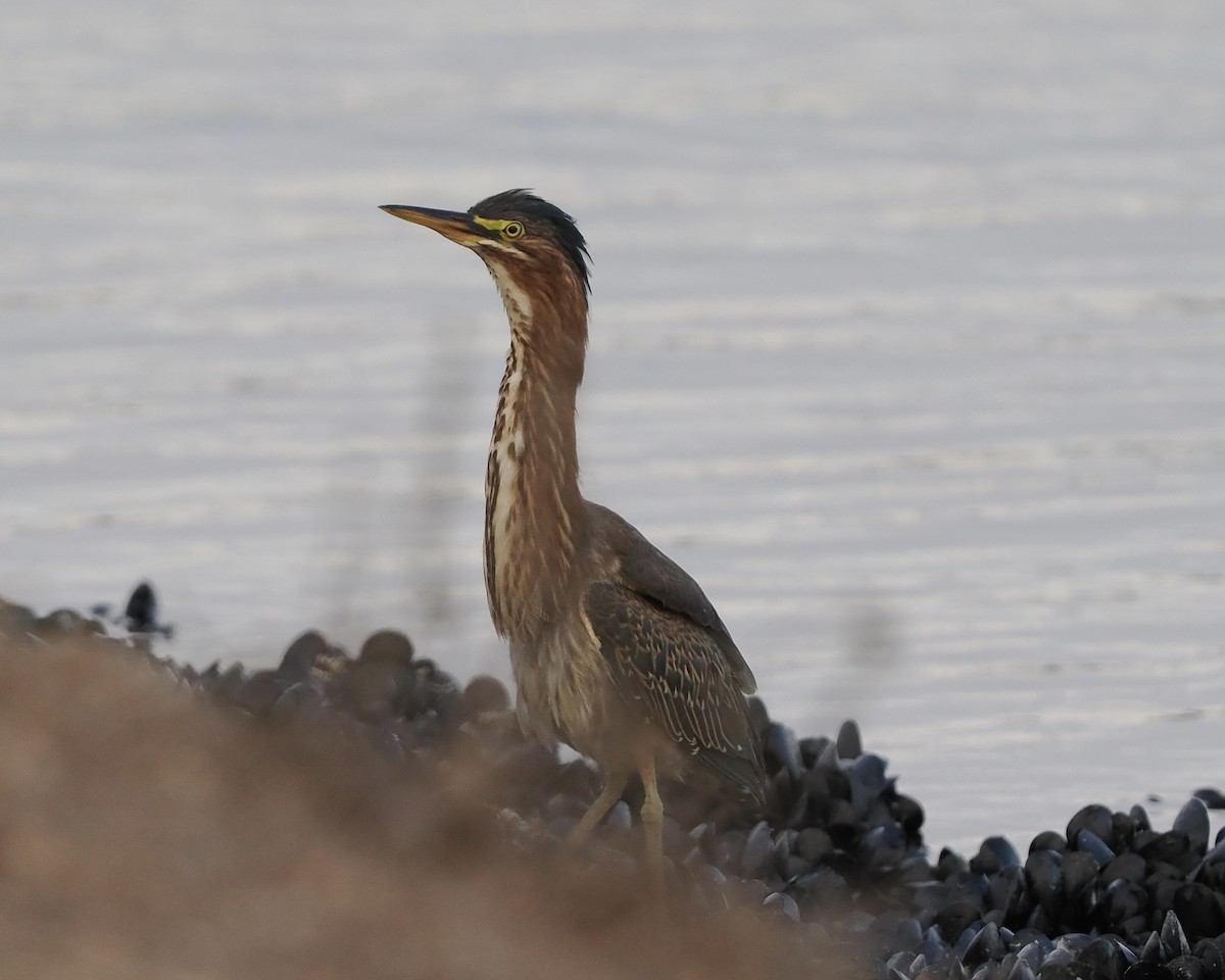 Green Heron - ML483452511