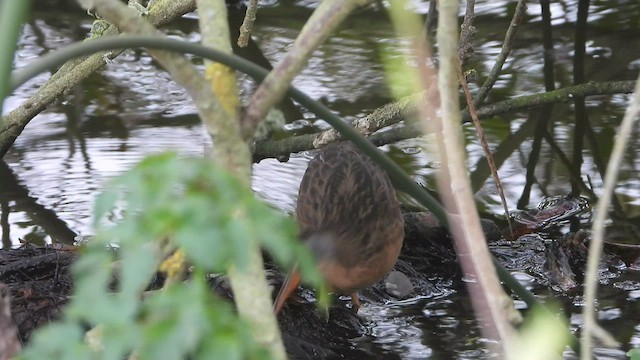 Virginia Rail - ML483454491