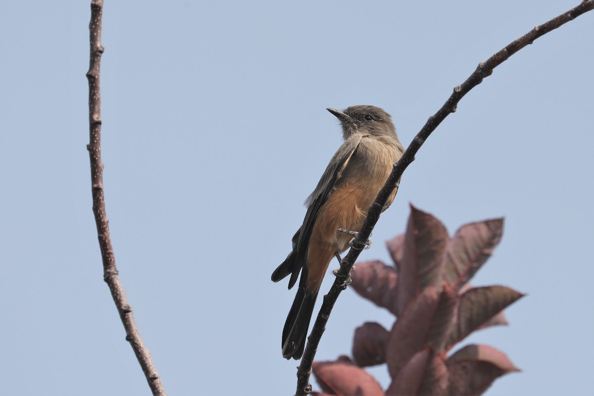 Say's Phoebe - ML483455451
