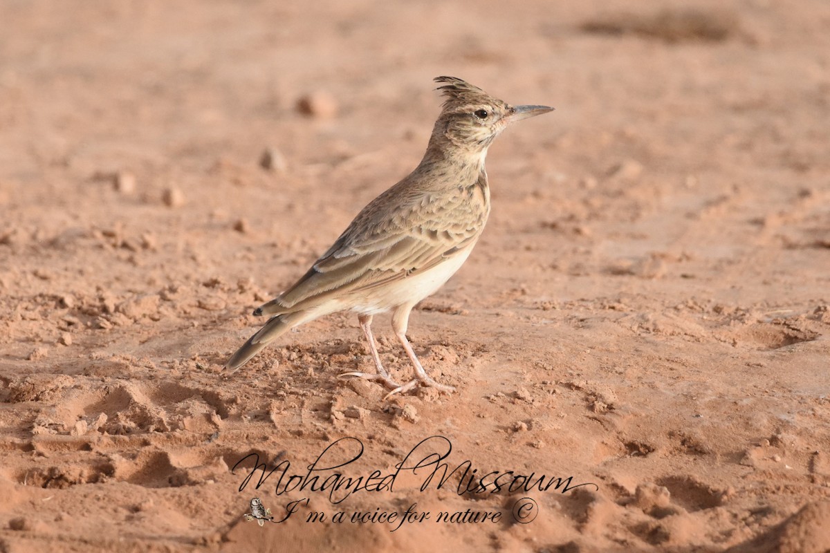 Crested Lark (Maghreb) - ML483457201