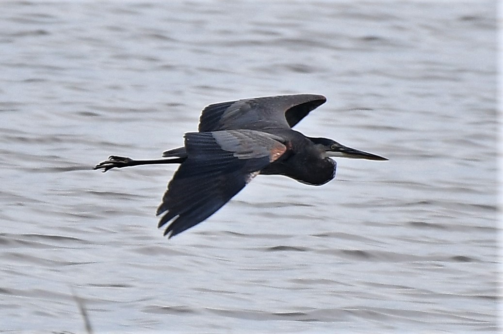 Great Blue Heron - David True