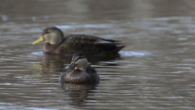 Canard noir - ML483458