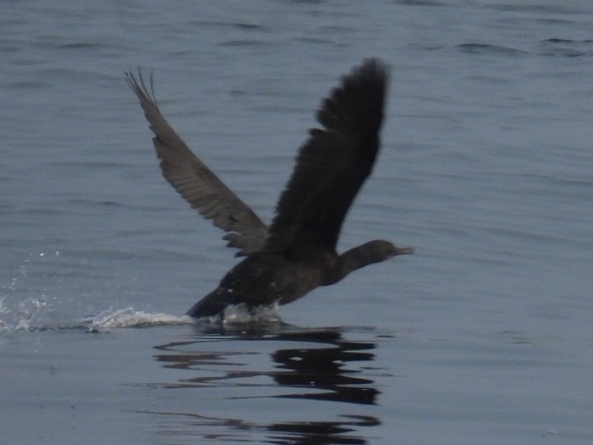 Brandt's Cormorant - ML483458761