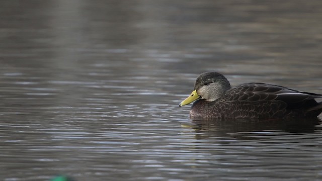 American Black Duck - ML483460