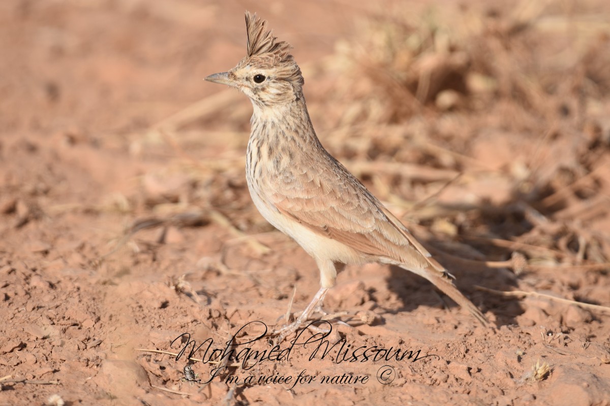Thekla's Lark - ML483460131