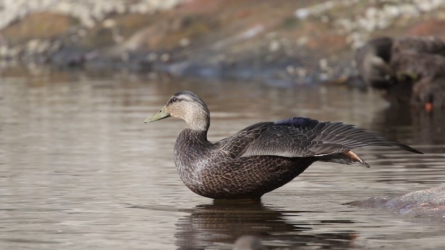 Canard noir - ML483461