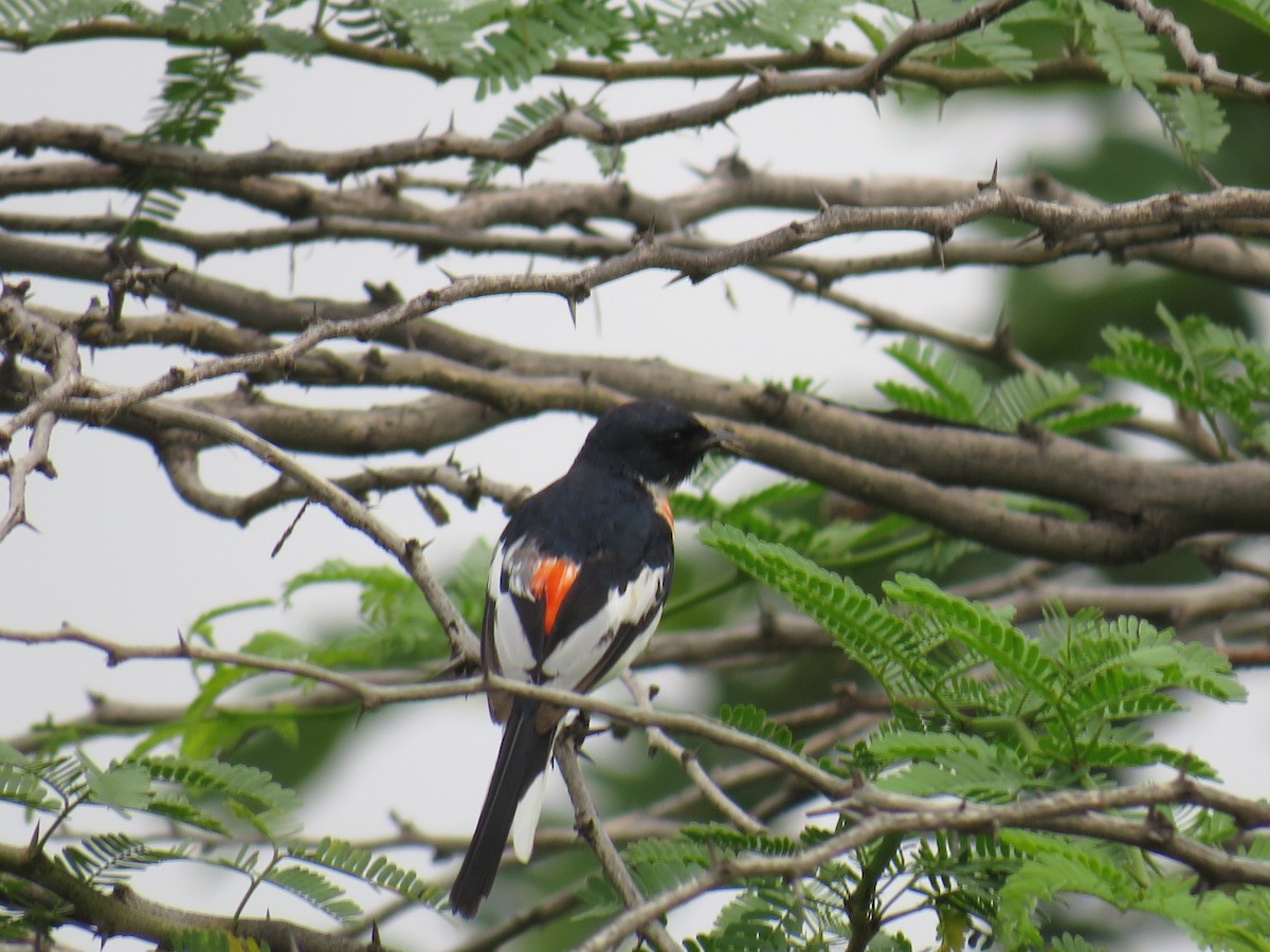 Minivet à ventre blanc - ML483461021