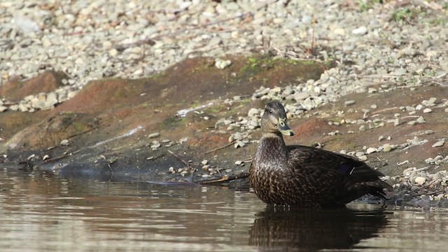 Canard noir - ML483462