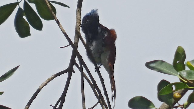 African Paradise-Flycatcher - ML483462951