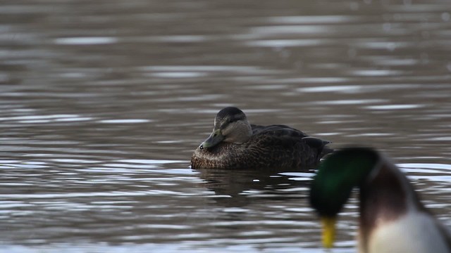 American Black Duck - ML483463