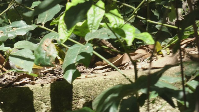 Green-backed Camaroptera - ML483463071