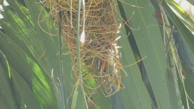 Red-headed Weaver - ML483463121