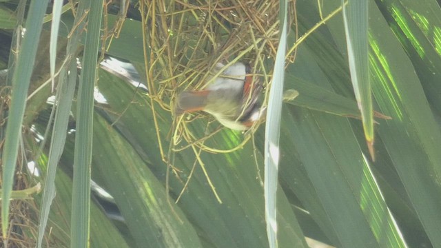 Red-headed Weaver - ML483463131