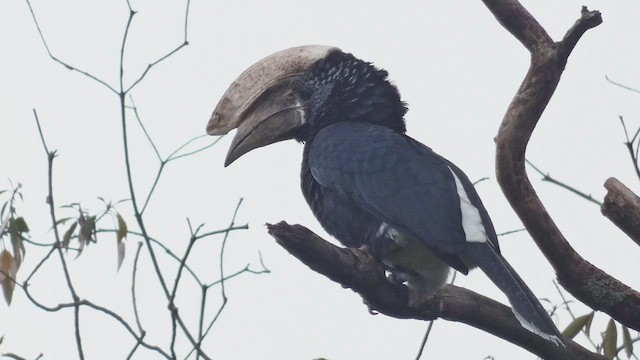 Silvery-cheeked Hornbill - ML483463161