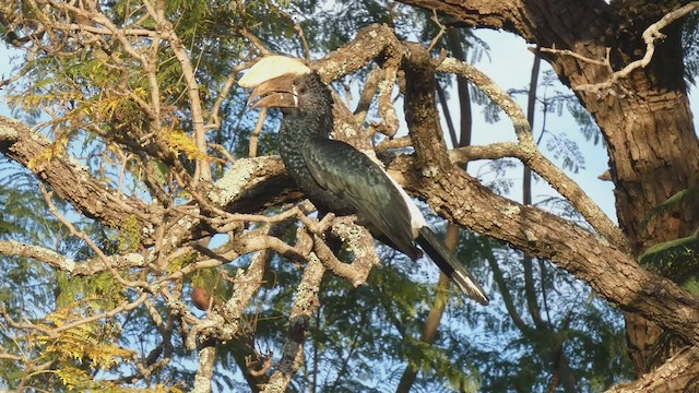 Silvery-cheeked Hornbill - ML483463171