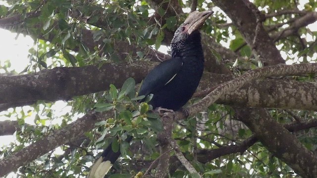 Silvery-cheeked Hornbill - ML483463191