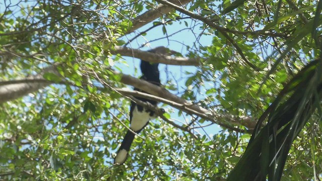 Silvery-cheeked Hornbill - ML483463221