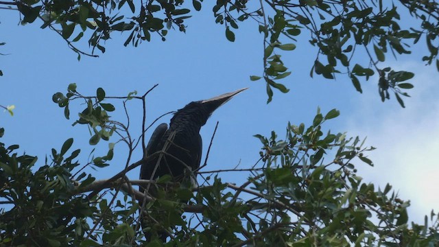 Silvery-cheeked Hornbill - ML483463231