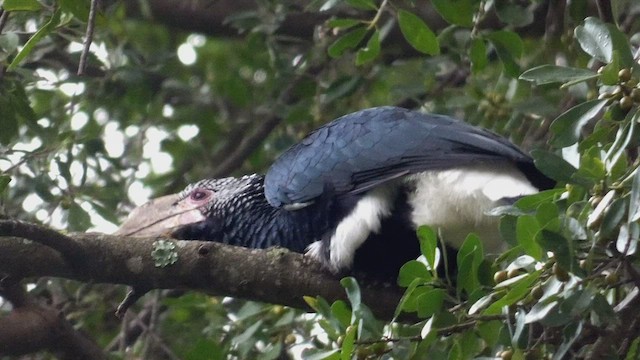 Silvery-cheeked Hornbill - ML483463261