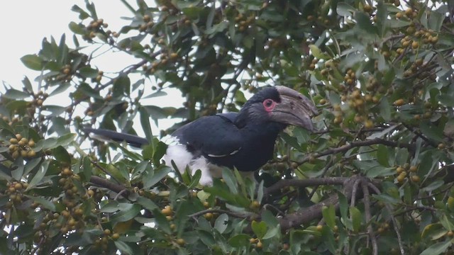 Trumpeter Hornbill - ML483463321