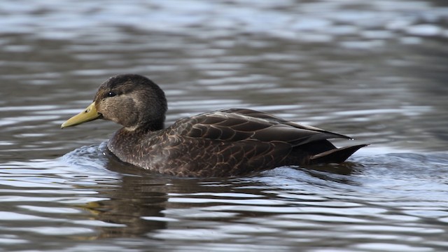 Canard noir - ML483464