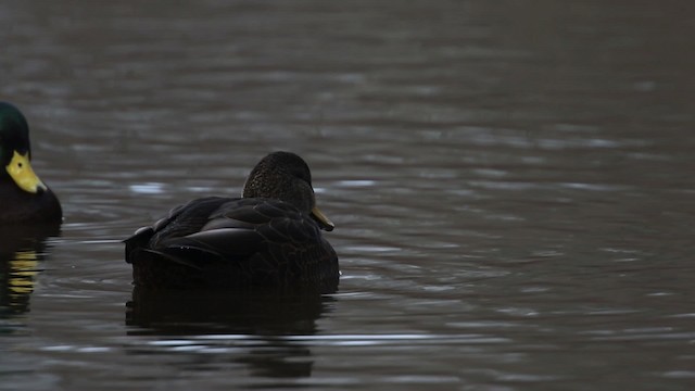 American Black Duck - ML483465