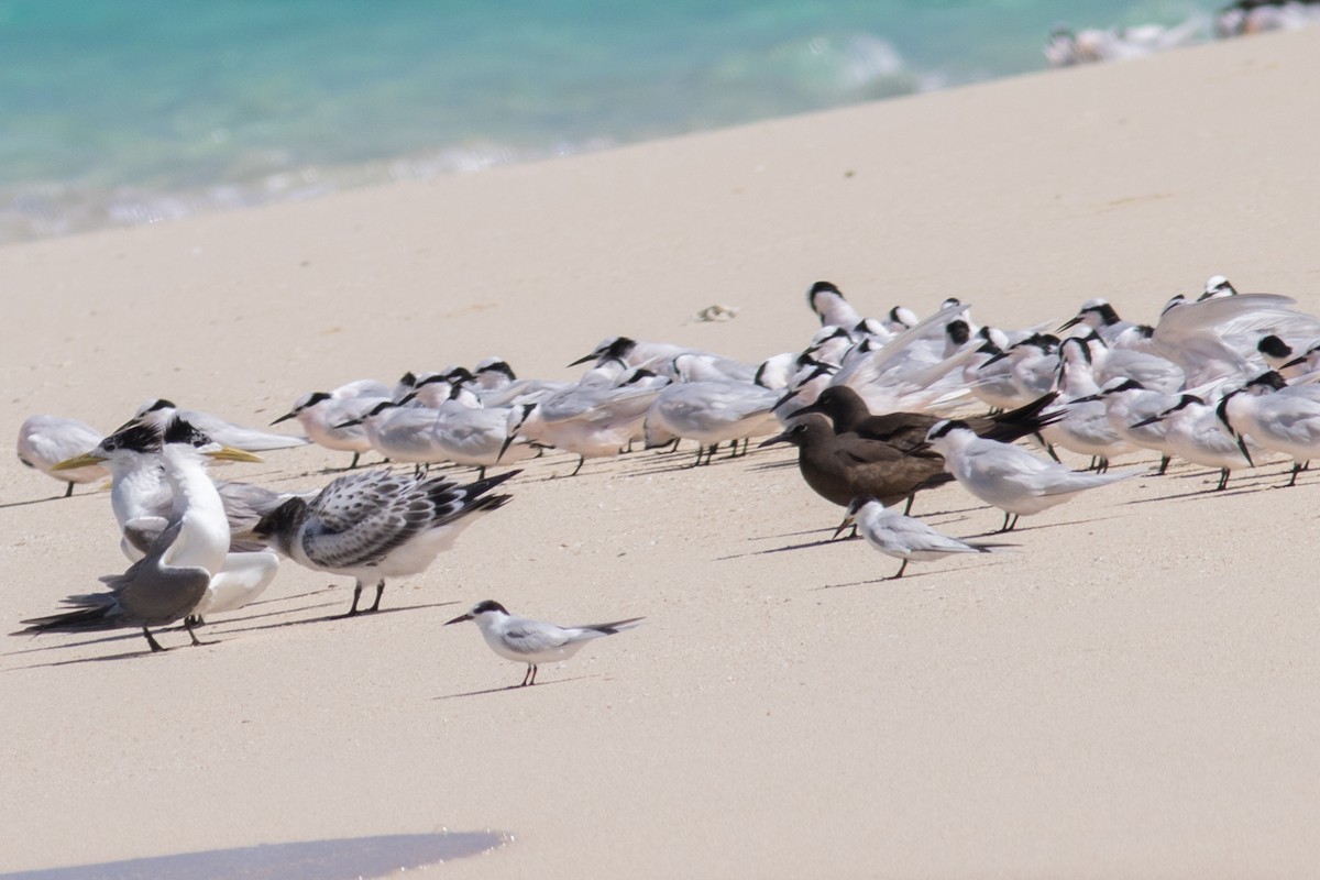 Little Tern - ML483465131