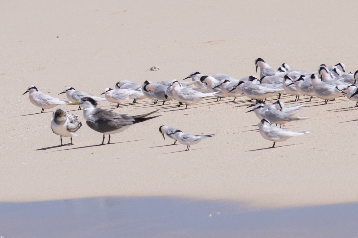 Little Tern - ML483465141