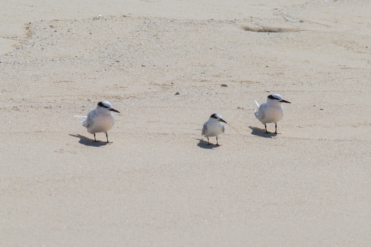 Little Tern - ML483465191