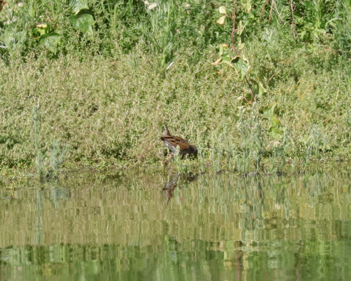 Baillon's Crake - ML483465201