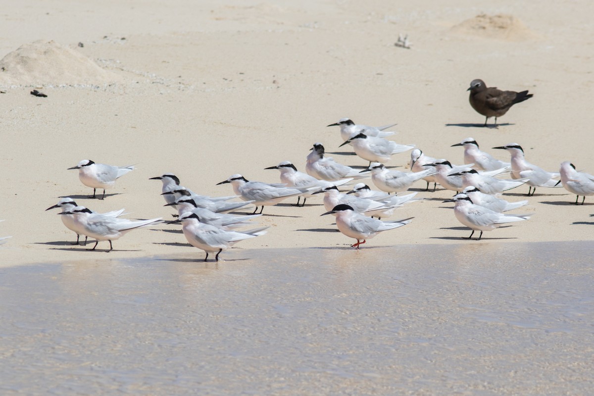 Roseate Tern - ML483465211