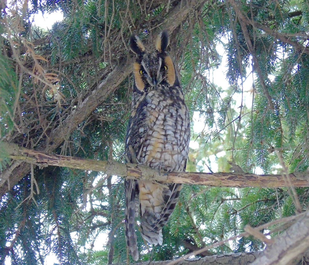 Long-eared Owl - ML48346531