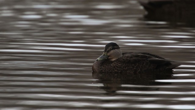 Canard noir - ML483466