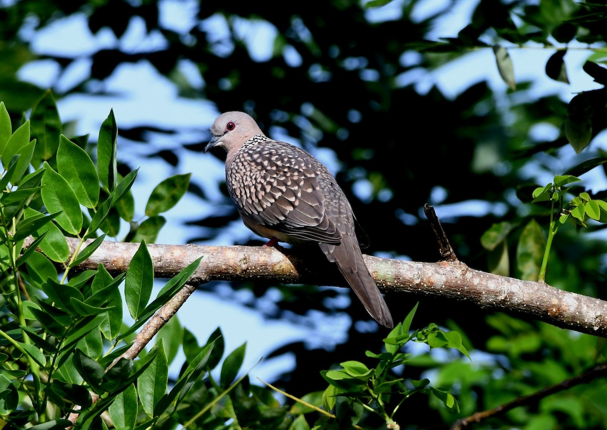 Spotted Dove - ML483466031