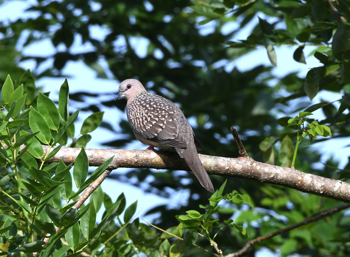 Spotted Dove - ML483466161