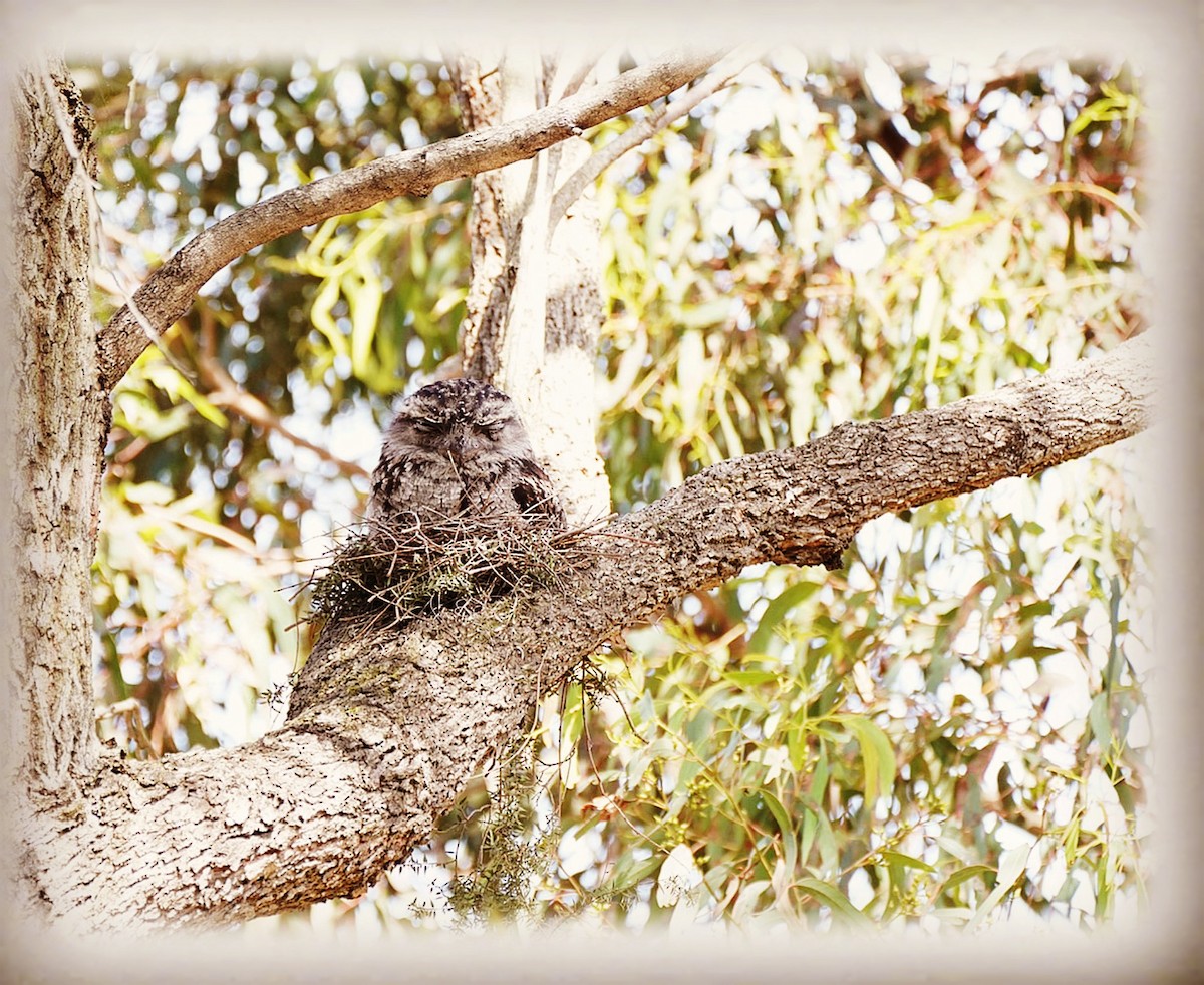 Tawny Frogmouth - ML483466381