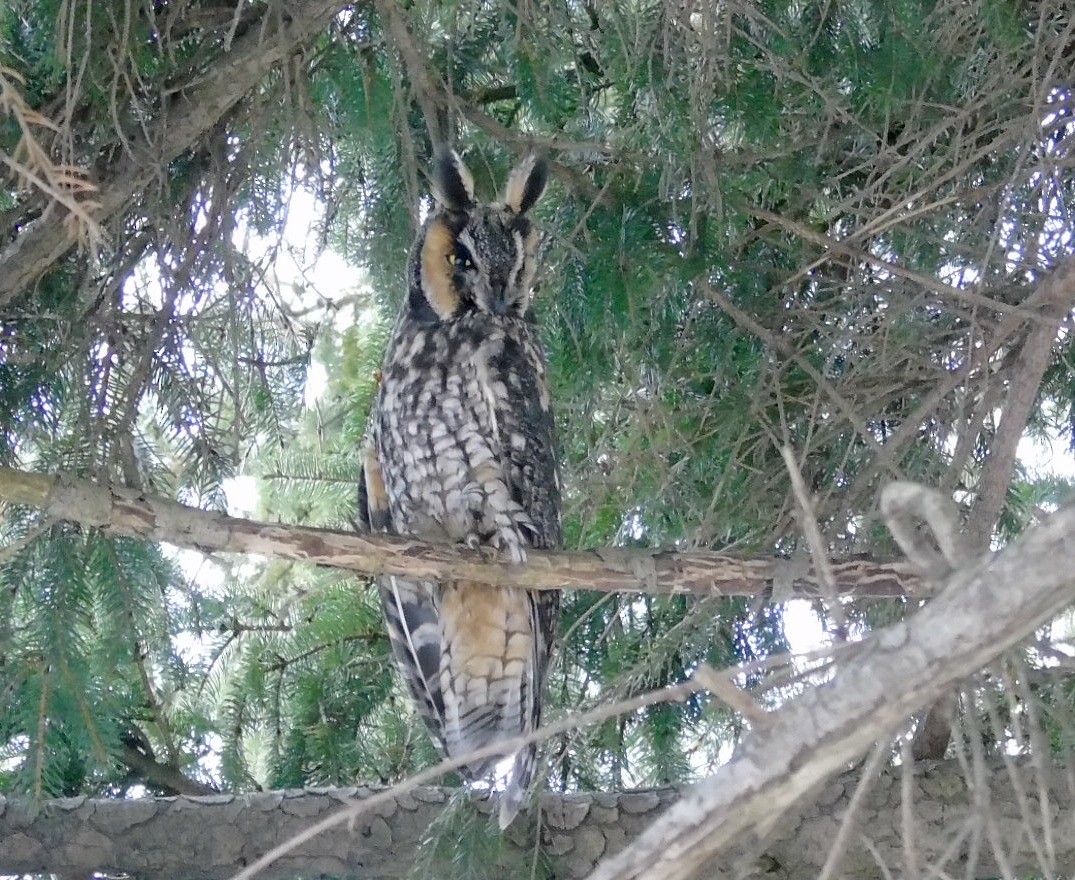 Long-eared Owl - ML48346651