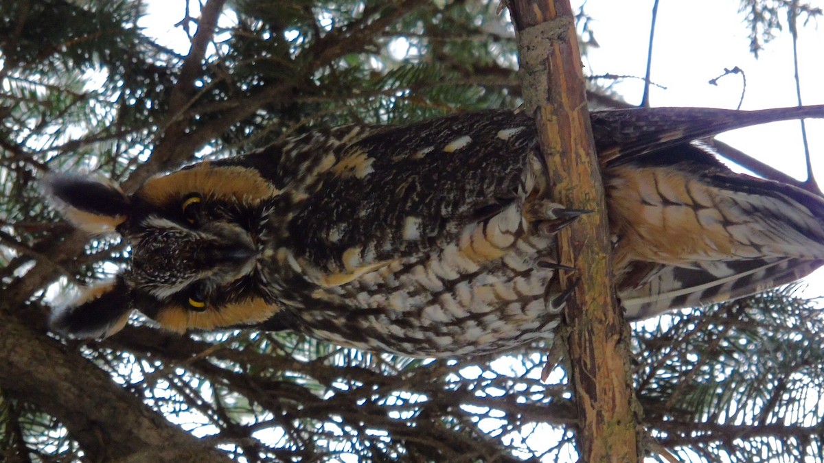 Long-eared Owl - ML48346661