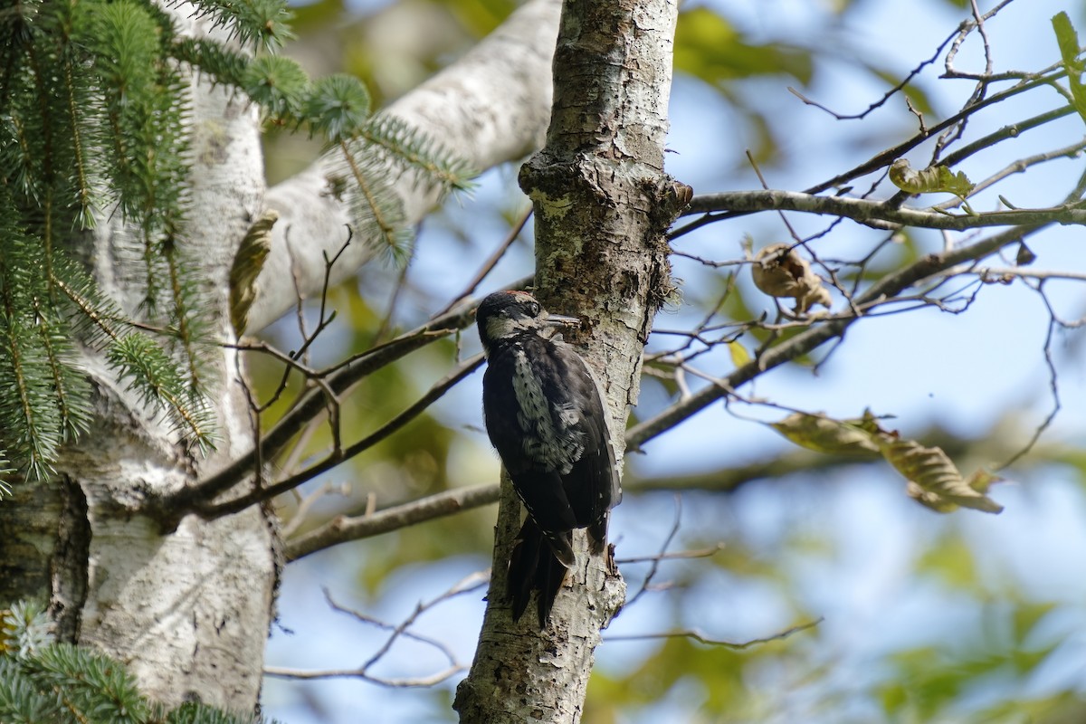 Hairy Woodpecker (Pacific) - ML483466791