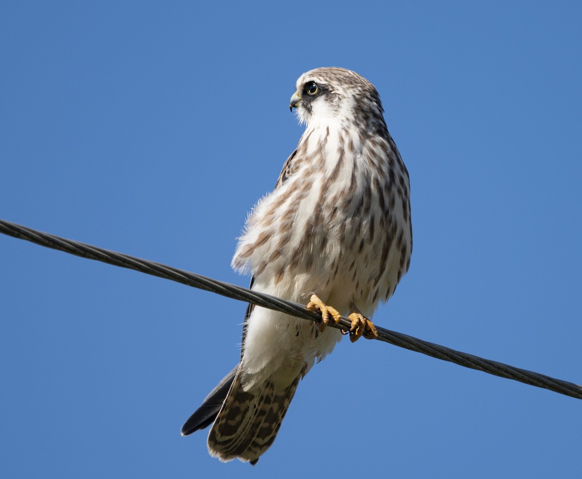 Red-footed Falcon - ANASTASIYA SAMOKHINA