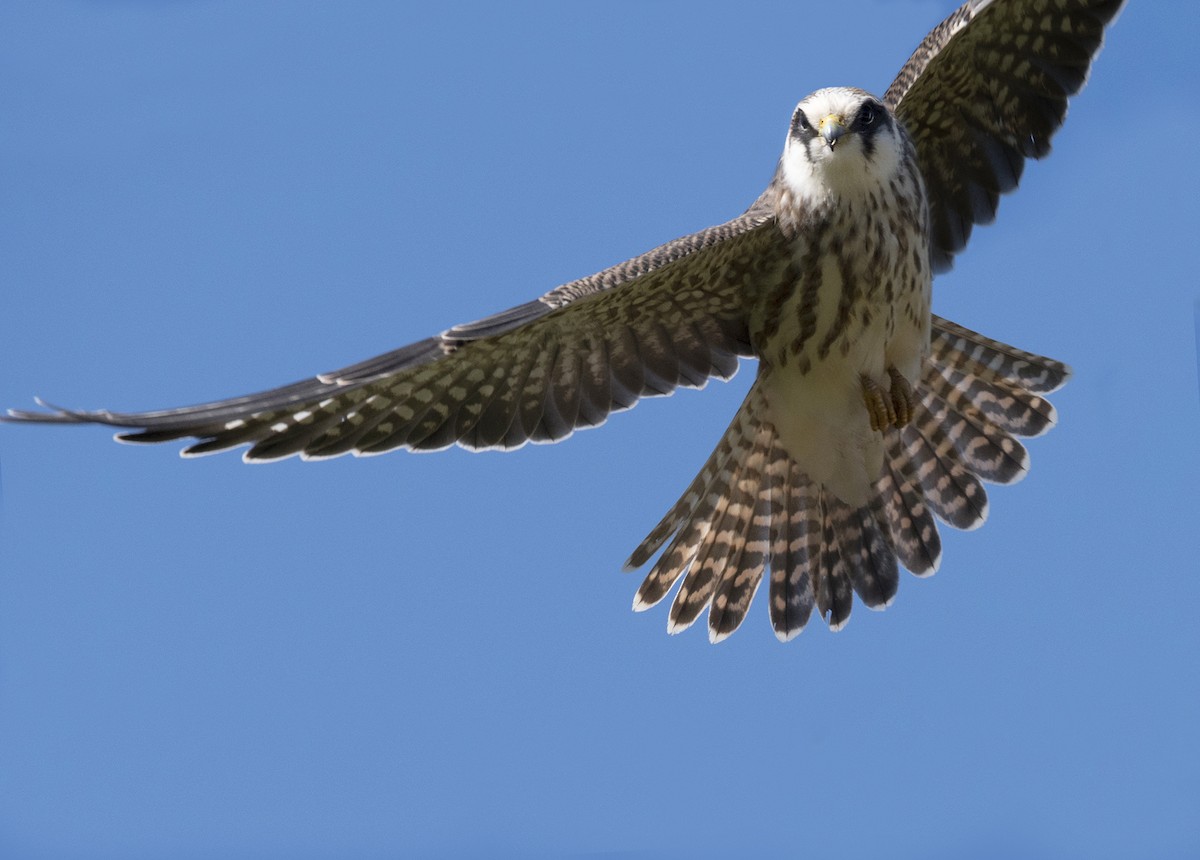 Red-footed Falcon - ANASTASIYA SAMOKHINA