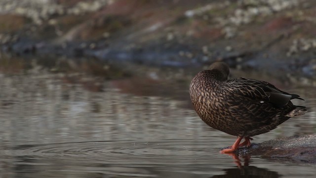 Canard colvert - ML483468