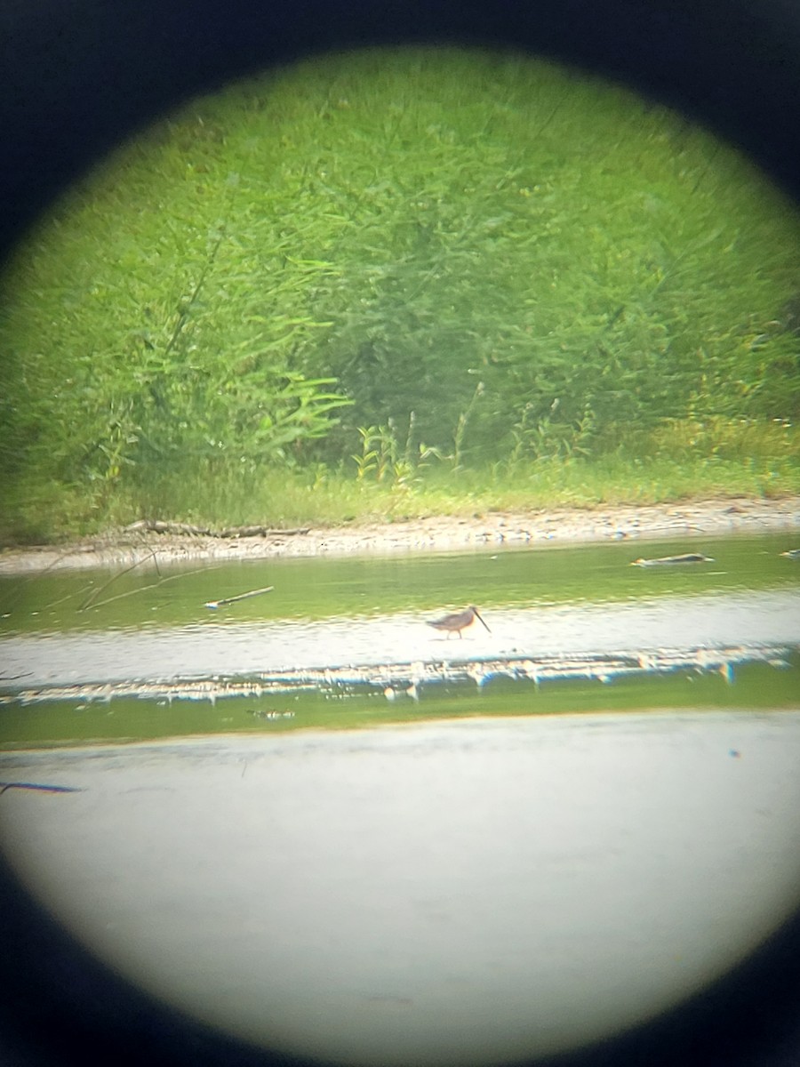 Long-billed Dowitcher - ML483469581