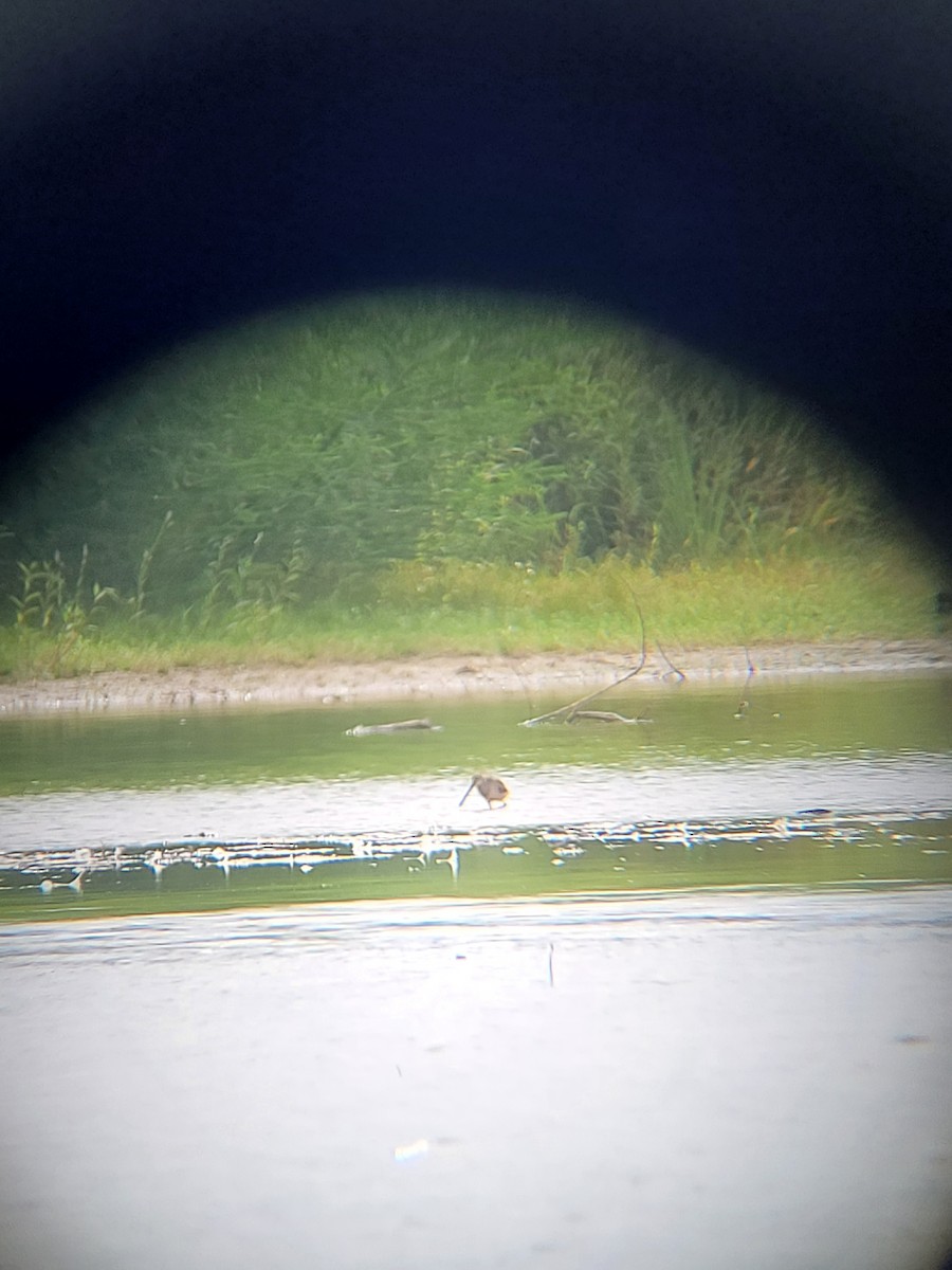 Long-billed Dowitcher - ML483469591