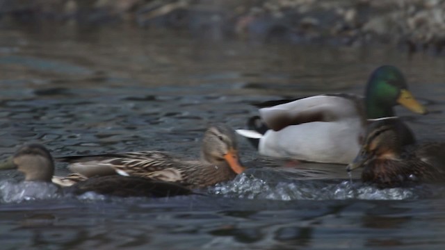 Canard noir - ML483470