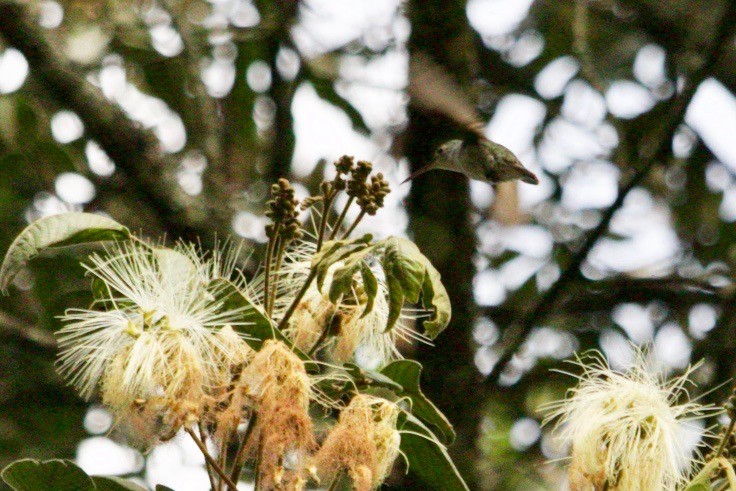 Green-and-white Hummingbird - ML483470451