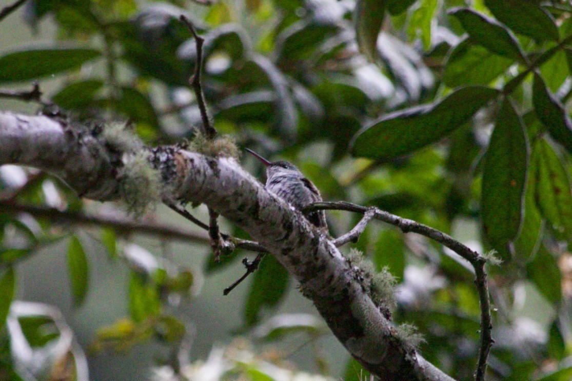 Green-and-white Hummingbird - ML483470461