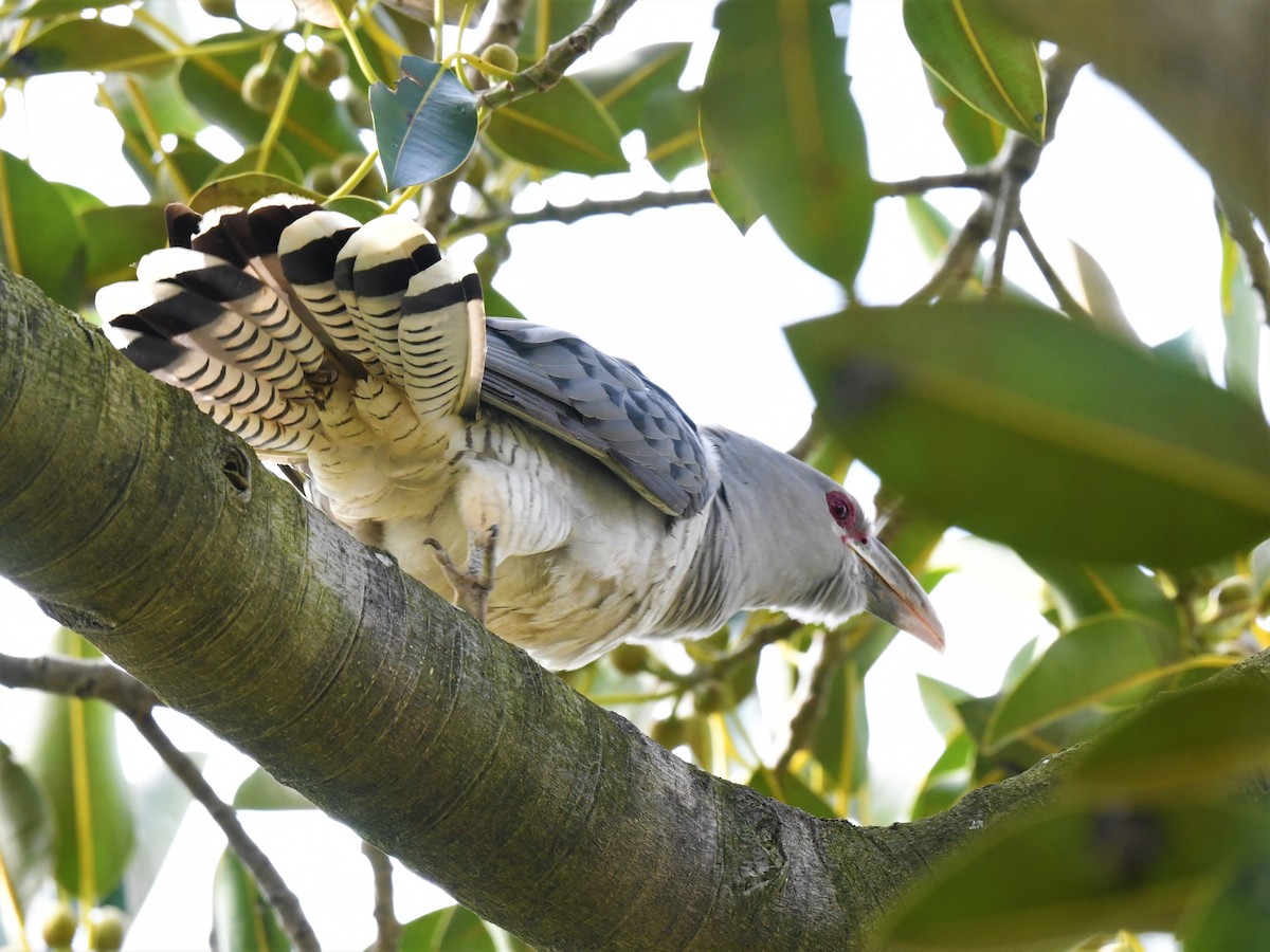 Channel-billed Cuckoo - Robert Anderson